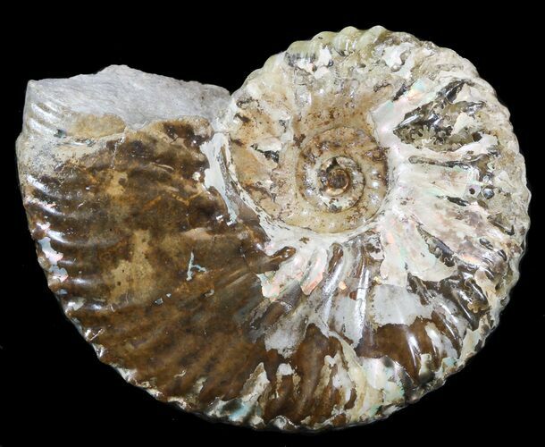 Nice Discoscaphites Gulosus Ammonite - South Dakota #43662